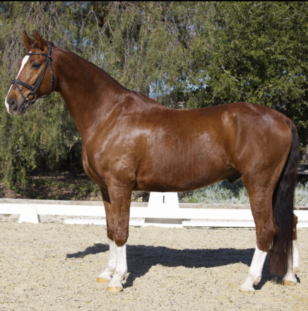 HorseID: 2298460 Kaspar - PhotoID: 1095930