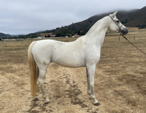 HorseID: 2298723 Maybelline DDA - PhotoID: 1079587