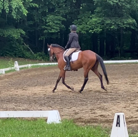 HorseID: 2299384 Queen Karma - PhotoID: 1096478