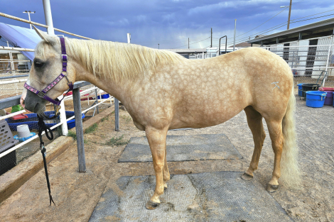 HorseID: 2299421 SUNSHINE SKOOTER SUE - PhotoID: 1095784