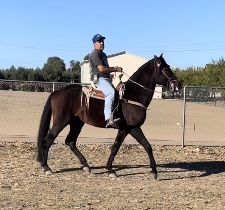 HorseID: 2299968 El Cardenal Del Noble - PhotoID: 1096078