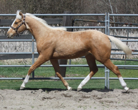 HorseID: 2300510 But What About Bob - PhotoID: 1097262