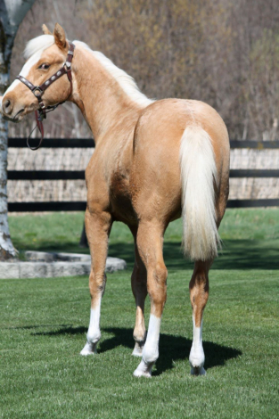 HorseID: 2300510 But What About Bob - PhotoID: 1097263