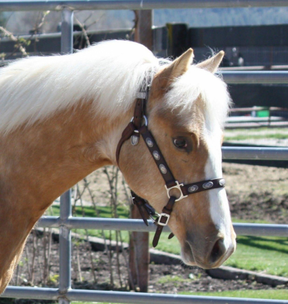 HorseID: 2300510 But What About Bob - PhotoID: 1097264