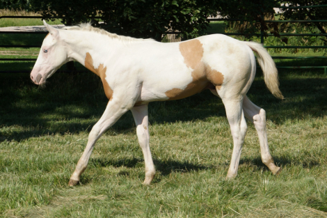 HorseID: 2301209 Fully Lazy - PhotoID: 1096754