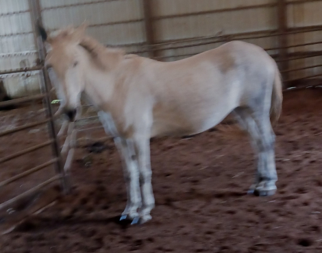 HorseID: 2301217 millie - PhotoID: 1096388