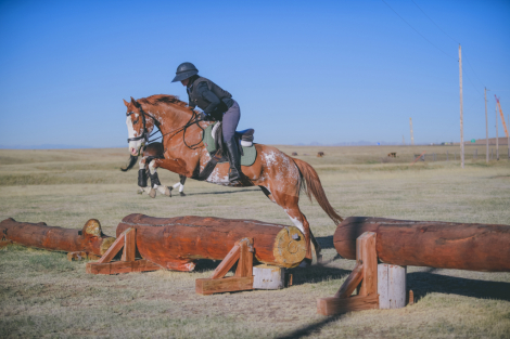 HorseID: 2301543 Cosmea - PhotoID: 1083445
