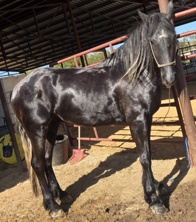 HorseID: 2302042 dePlumm's Maverick - PhotoID: 1096187