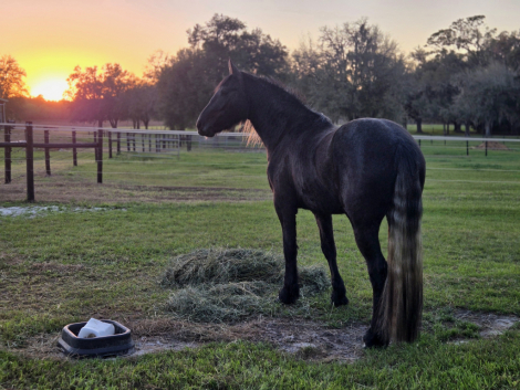 HorseID: 2302042 dePlumm's Maverick - PhotoID: 1096188
