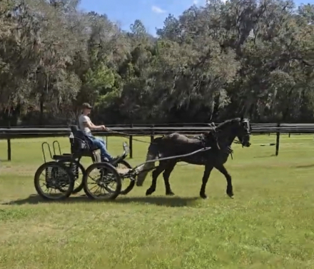 HorseID: 2302042 dePlumm's Maverick - PhotoID: 1096189