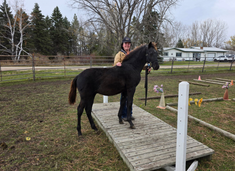 HorseID: 2302231 Prairie Hill Excalibur - PhotoID: 1084391