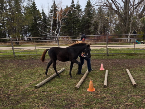 HorseID: 2302231 Prairie Hill Excalibur - PhotoID: 1090547