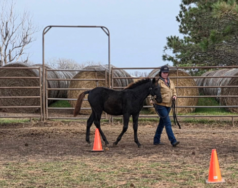 HorseID: 2302231 Prairie Hill Excalibur - PhotoID: 1090549