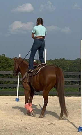 HorseID: 2302236 SRDRILLBABYDRILL - PhotoID: 1096828