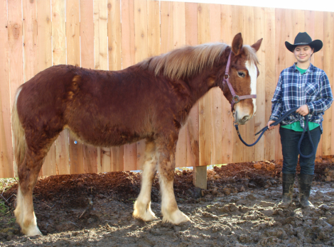 HorseID: 2303440 Prairie Grove Elma - PhotoID: 1097167