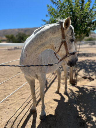 HorseID: 2303527 No Name - PhotoID: 1097152