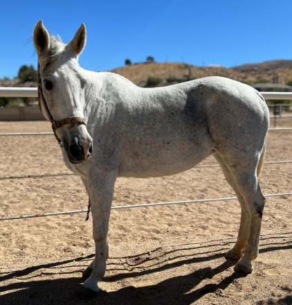 HorseID: 2303527 No Name - PhotoID: 1097153