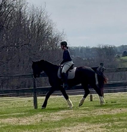 HorseID: 2303551 Titan - PhotoID: 1095907