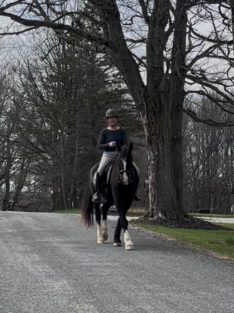 HorseID: 2303551 Titan - PhotoID: 1095908