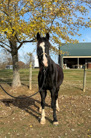 HorseID: 2303551 Titan - PhotoID: 1095909