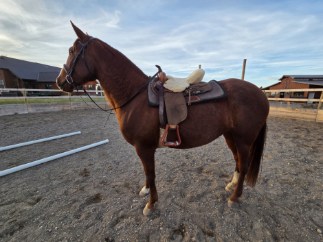 HorseID: 2303612 Rosé CDR - PhotoID: 1093168