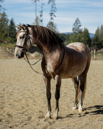 HorseID: 2303623 VA Elvado - PhotoID: 1086413