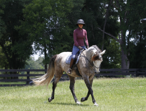 HorseID: 2303955 Imaginario V - PhotoID: 1086800