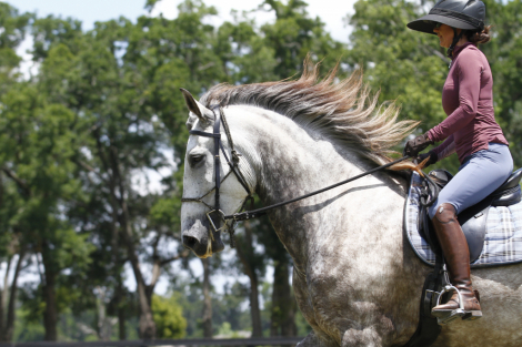 HorseID: 2303955 Imaginario V - PhotoID: 1096553