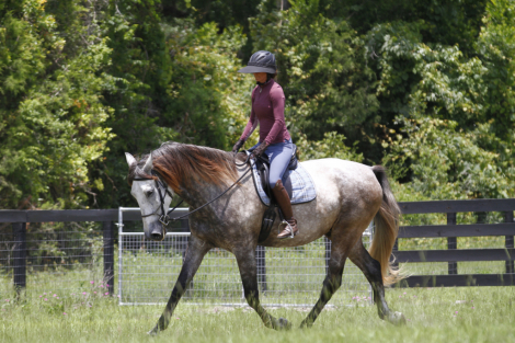 HorseID: 2303955 Imaginario V - PhotoID: 1096554