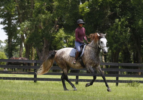 HorseID: 2303955 Imaginario V - PhotoID: 1096555