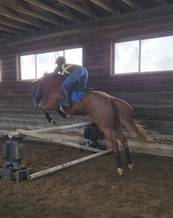 HorseID: 2304062 Hereby - PhotoID: 1092181