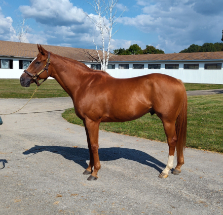 HorseID: 2304062 Hereby - PhotoID: 1092182