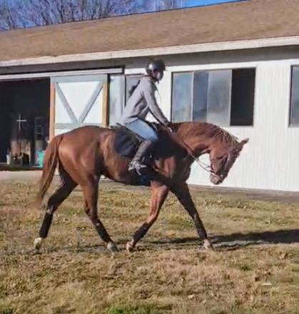 HorseID: 2304062 Hereby - PhotoID: 1092183