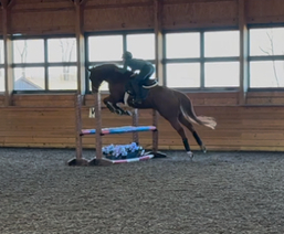 HorseID: 2304062 Hereby - PhotoID: 1092184