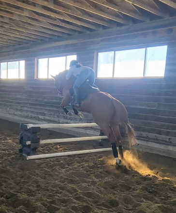 HorseID: 2304062 Hereby - PhotoID: 1092185