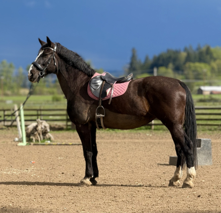 HorseID: 2304295 Lilth - PhotoID: 1087224