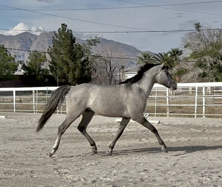 HorseID: 2304365 Ulisses - PhotoID: 1097124