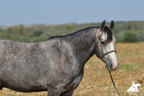 HorseID: 2304378 Fox Rocks - PhotoID: 1096683