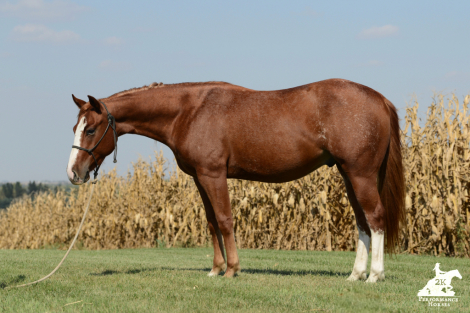 HorseID: 2304379 A STRAIT UP FOX - PhotoID: 1096684