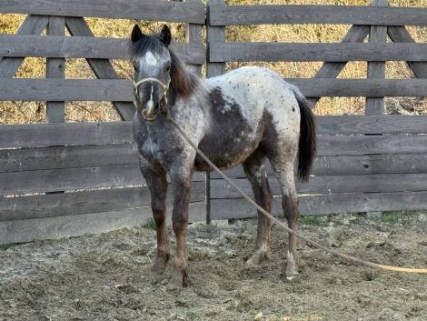 HorseID: 2304459 AJBs Lazy Polka Party - PhotoID: 1096030