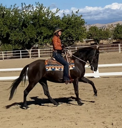 HorseID: 2304482 Tenaya - PhotoID: 1096349