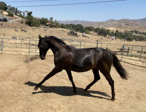 HorseID: 2304482 Tenaya - PhotoID: 1096350
