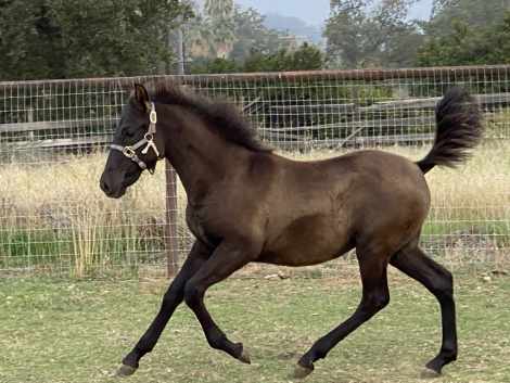 HorseID: 2304482 Tenaya - PhotoID: 1096351