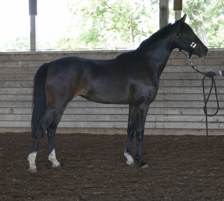 HorseID: 2304763 CF Catalina - PhotoID: 1087783