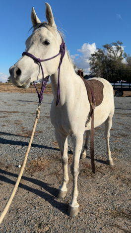 HorseID: 2304818 AAF EVERLASTING DREAM - PhotoID: 1096536