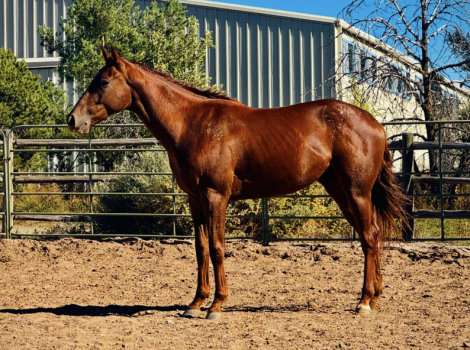 HorseID: 2304826 Boy Wildcat - PhotoID: 1097111