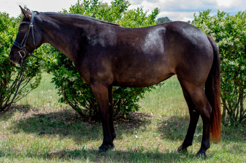 HorseID: 2305130 Good Girl Pearl - PhotoID: 1096892