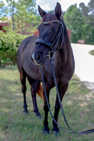 HorseID: 2305130 Good Girl Pearl - PhotoID: 1096893