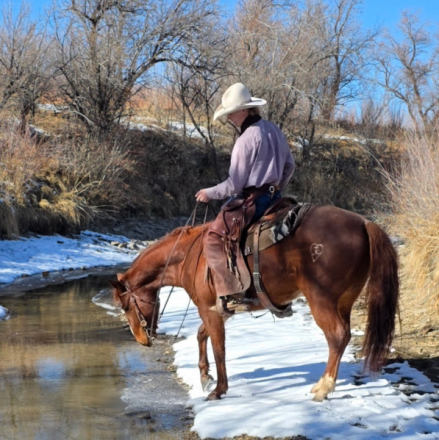 HorseID: 2305211 Steady Quixote - PhotoID: 1090270