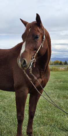 HorseID: 2305211 Steady Quixote - PhotoID: 1090273